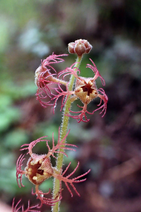 ＃１４　ミカワチャルメルソウの花弁だけ早熟な花？