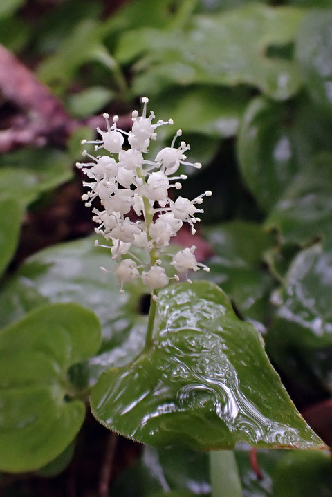 マイヅルソウの花　　一瞬、金平糖を連想する