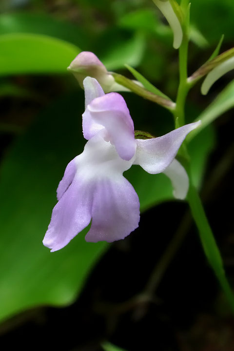 ＃６　ウチョウランの花の側面