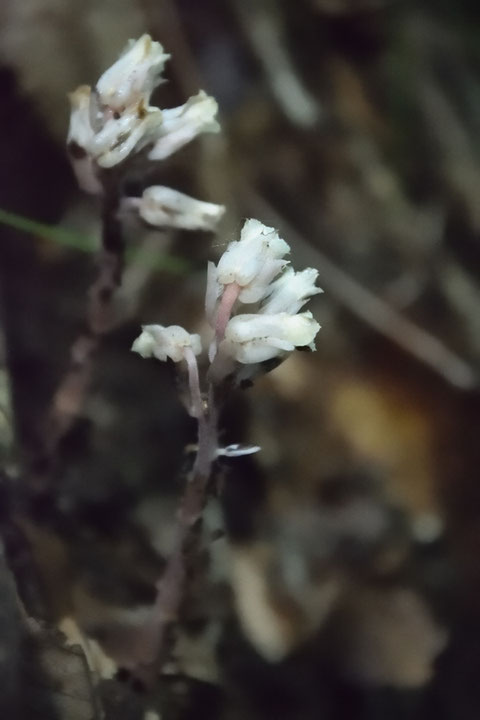 1本の茎に複数の花がついているので、ギンリョウソウじゃないね