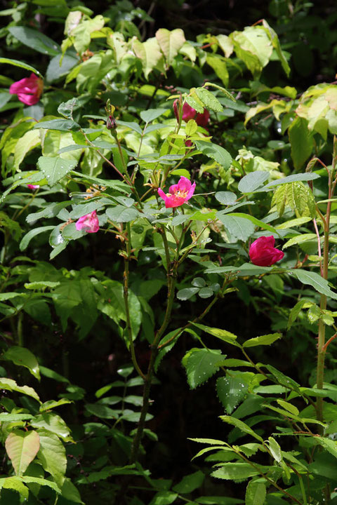 オオタカネバラ (大高嶺薔薇)　バラ科 バラ属　　alt=515m