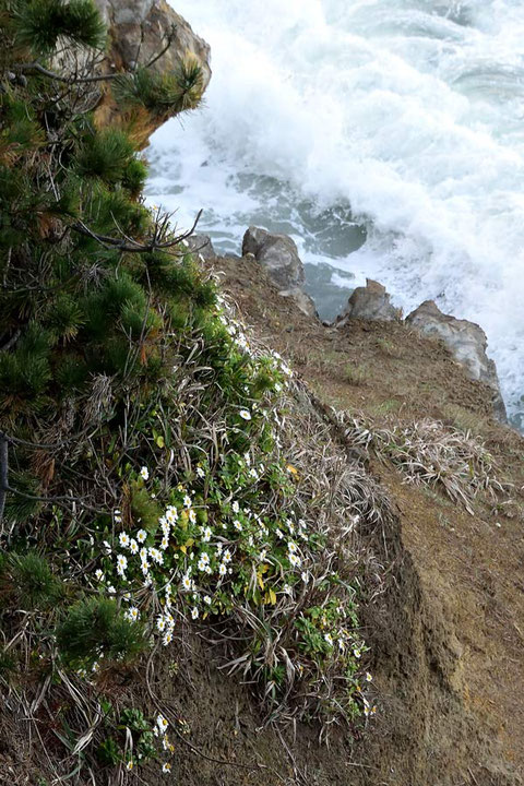 いつ見ても海岸植物の逞しさには敬服します