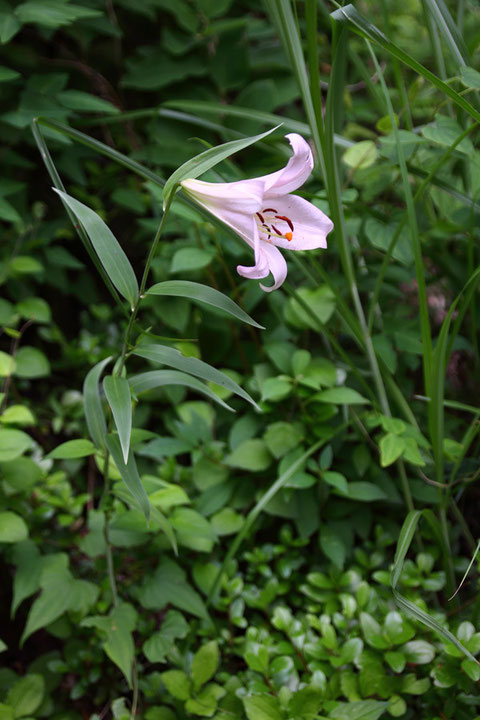 ササユリ (笹百合)　ユリ科 ユリ属　　大きく清楚な花は多くの人を魅了します