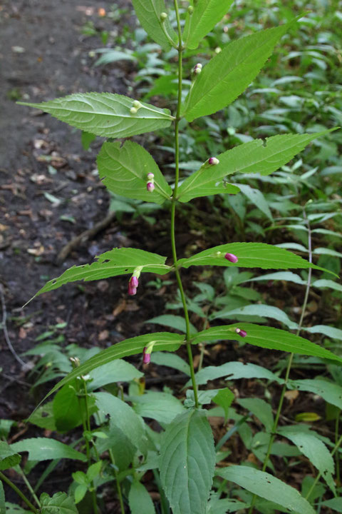 タニジャコウソウの枝を持ち上げ裏側から見てみた。　下部の花は開花直前、上部はまだ固い蕾