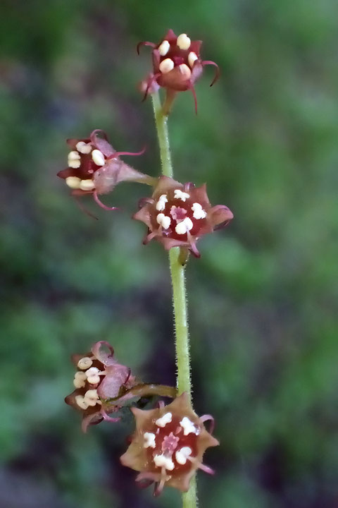 ＃７　タキミチャルメルソウの花は、花弁が分裂しない