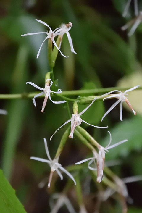 オヤリハグマの一つの頭花には、一つの小花（筒状花）のみがつきます