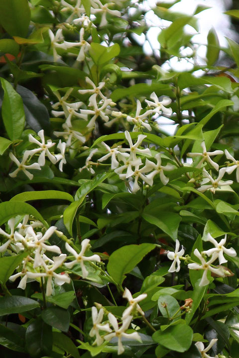 テイカカズラの花　　多くの木にびっしり絡みついていた