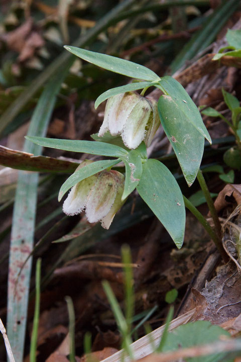 コシノコバイモ - 野山に自然に咲く花のページ