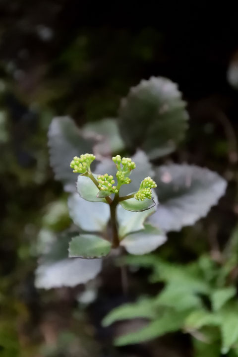 チチッパベンケイ　　花はまだ固い蕾でした