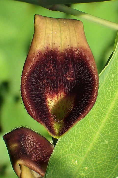 ウマノスズクサの花の開口部には、内向きの毛が密生します（見えないが筒部内側も）