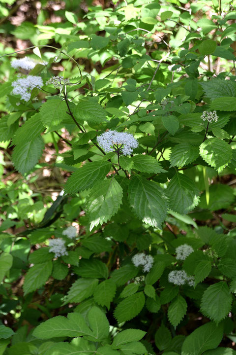 コアジサイ (小紫陽花)　アジサイ科 アジサイ属