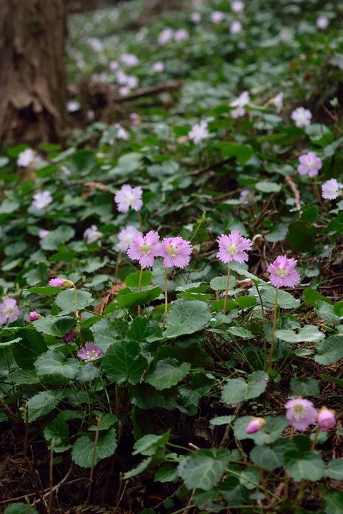 花は白色に近いものが多いですが、ピンク色が濃いものもありました