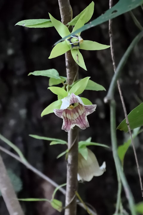 ツルニンジン (蔓人参)　キキョウ科 ツルニンジン属　　まだまだ花が残っていた