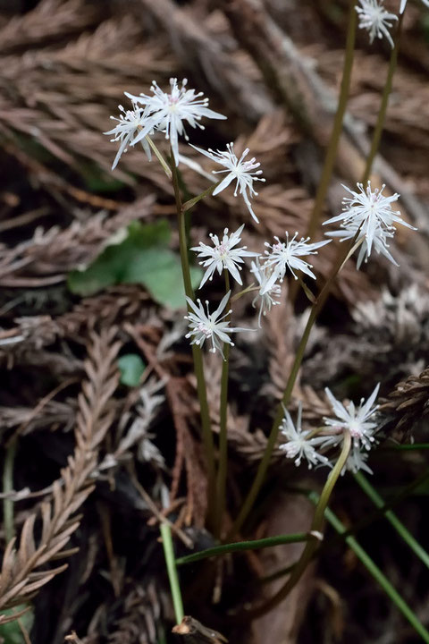 こちらは色が白く、小さめなのでコセリバオウレンかな　雄花ですね。