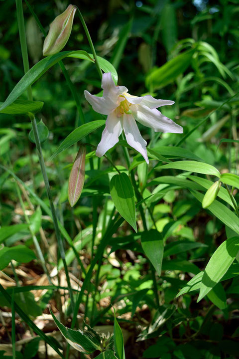 ヒメサユリは何百株もありそうだが、開花していたのは3つほど。