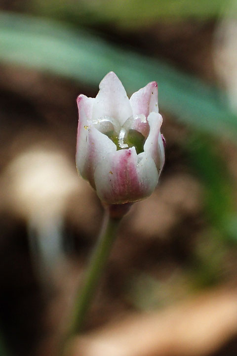 ヒメニラの花　可愛いが今回も雌花しか見つからなかった