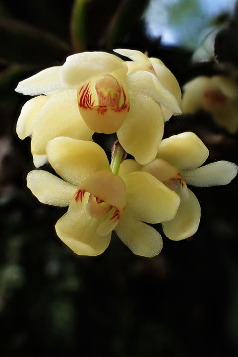 カヤラン　　花は小さくとも、じっくり観察するとこんなに美しい