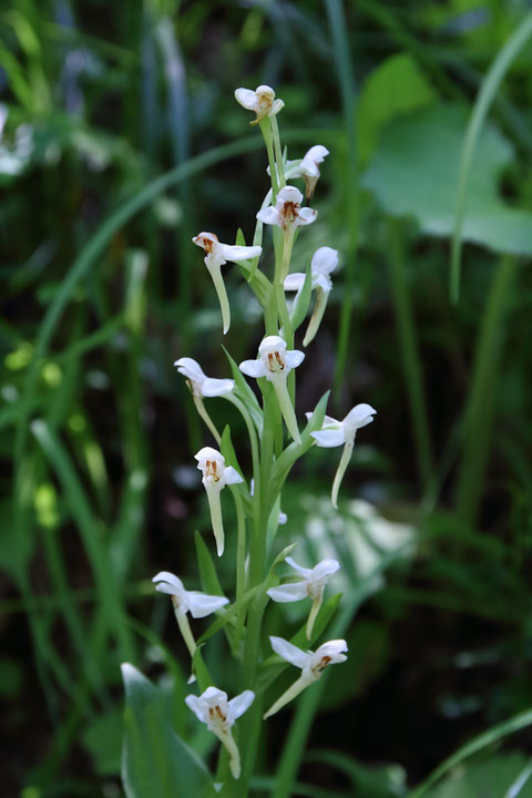 株Bの花　ピークは過ぎてしまいつつある（株Dは省略）