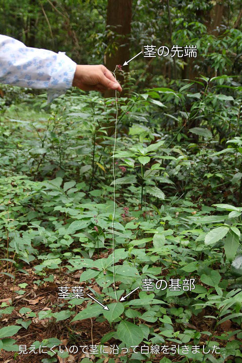 クサナギオゴケの茎はとても細く、そして長く伸びます