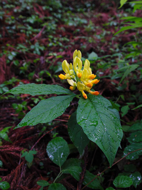 カキノハグサ