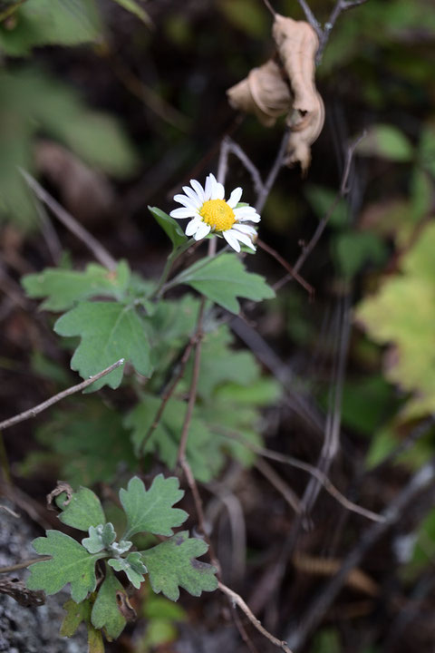 リュウノウギク (竜脳菊)　キク科 キク属　　数は少なかった