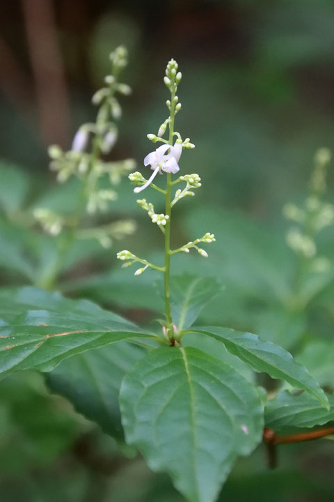 ホツツジ　(穂躑躅)　ツツジ科 ホツツジ属　　白花かな？