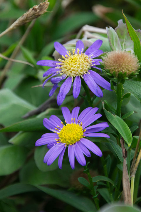 ハマベノギク　　濃い紫色の花は数は少なかった