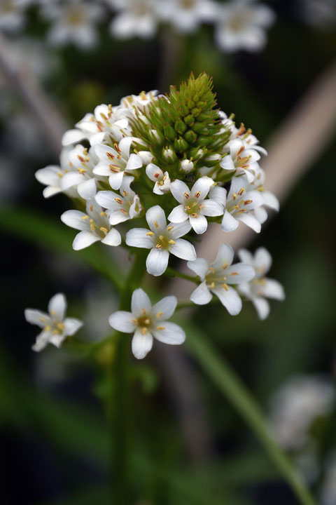 トウサワトラノオ、近づいて見ると、とてもかわいい花ですよ。　花の直径は1cmほど。