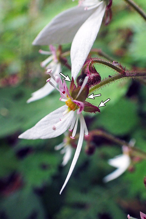 ＃１３　ユキノシタの花の側面　　2015.05.31　愛知県