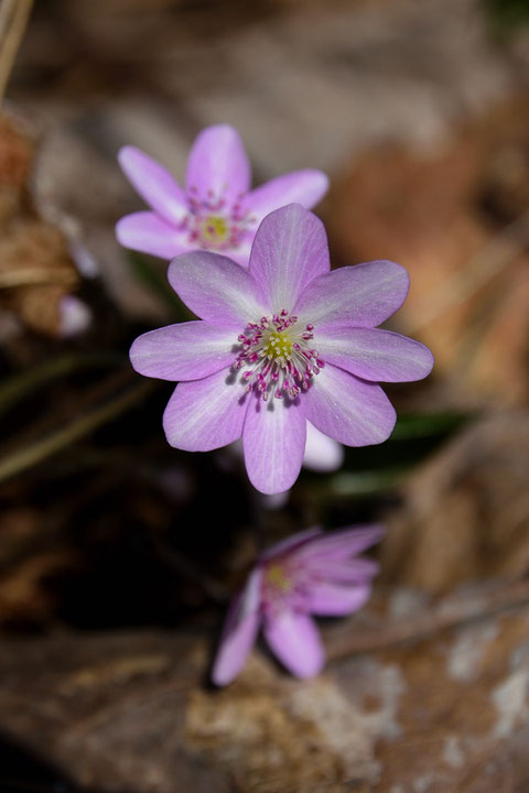 オオミスミソウは、白色〜ピンク色〜紫色〜藍色と、様々な色の花が咲きます。