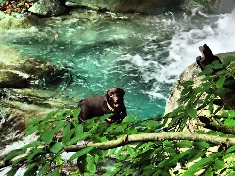 アマティは川で水遊びするのが大好き