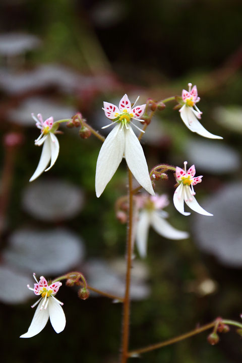 ユキノシタの茎頂には他より大きな花がつくことが多い　ということに気づいた