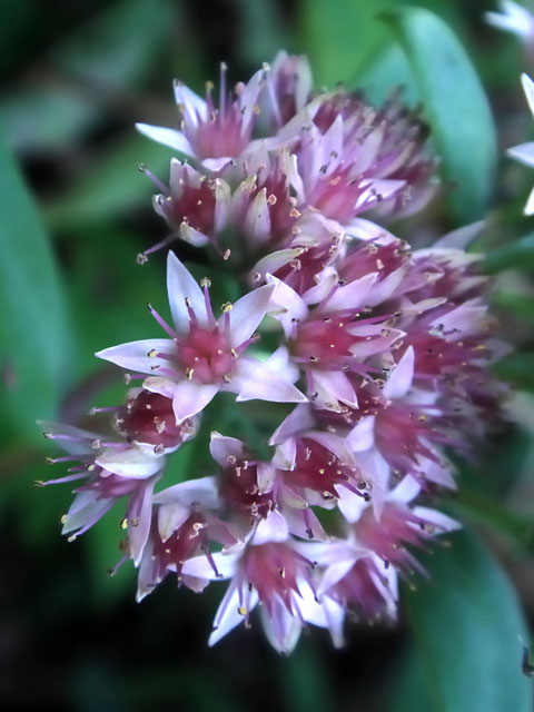 ベンケイソウの花　小さい花ほど、近づいてよく見ると美しい