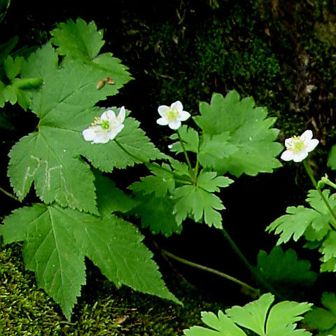 ＃４ 2個の花をつけた個体 2005.06.19 群馬県 野反湖 alt=1525m