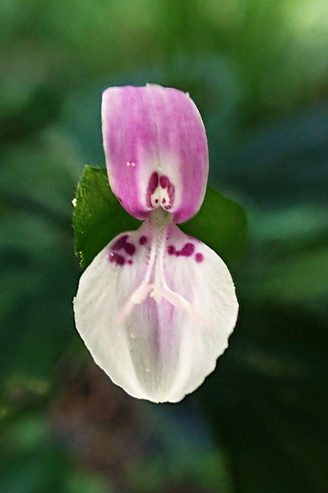 ハグロソウの花　花弁は上下の2枚だけという変わった形