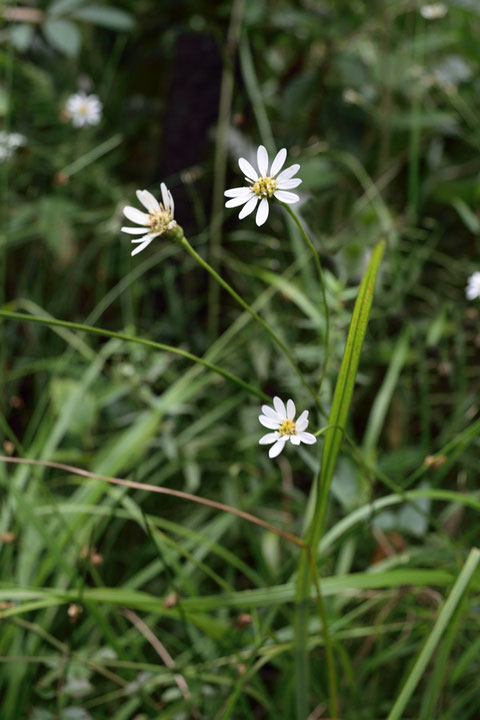 サワシロギク (沢白菊)　キク科 シオン属　日当たりのよい酸性湿地に生える