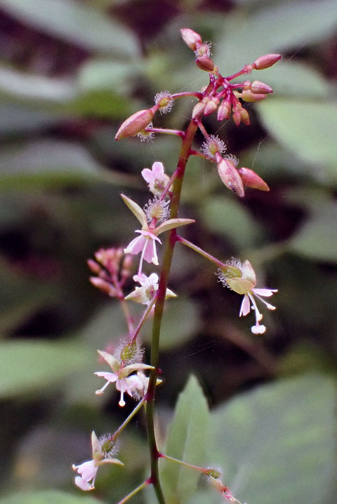 タニタデの花