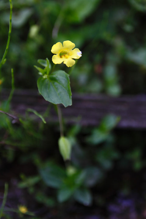 ミゾホオズキ (溝酸漿)　ハエドクソウ科 ミゾホオズキ属　　この花も水路に