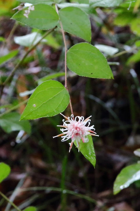 コウヤボウキ (高野箒)　キク科 コウヤボウキ属　　咲き始め