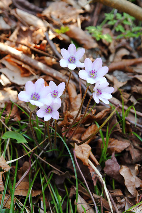 オオミスミソウの高さは10〜15cm、花の径は1.5〜2cmほどです。