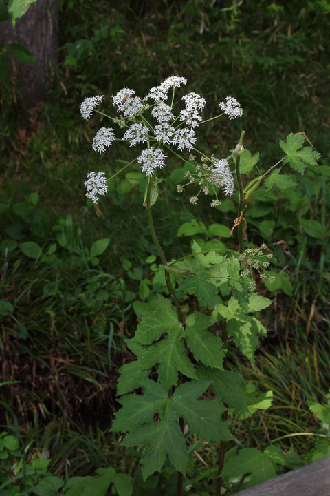 ハナウド (花独活)　セリ科 ハナウド属　　2ｍ近い草丈のものもあった