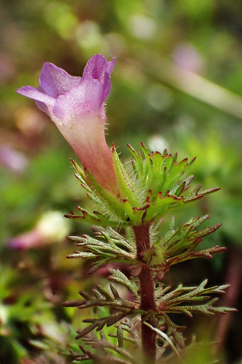 キクモの萼は5深裂し、軟毛が生えます。　花冠の長さは6〜10mm。