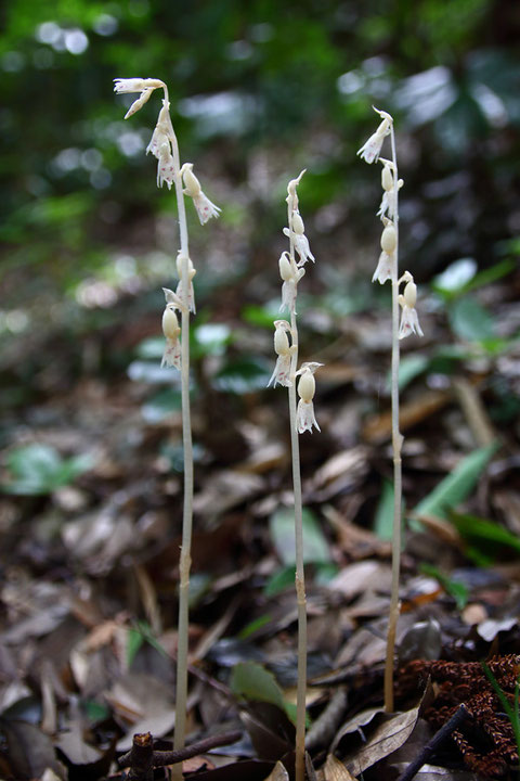 タシロランは自ら光合成は行わず、100％菌から養分を得る、完全菌従属栄養植物です