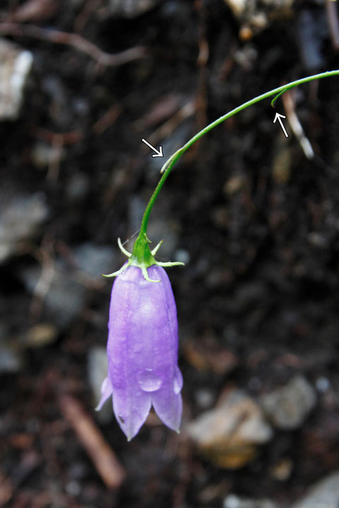 イワシャジンの萼裂片は線形で5〜8mm。　花柄にはヒゲ状の突起が数個あった（矢印部）