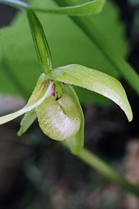 白花の近くに咲いていた「かなり色白」な個体