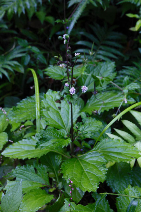 オカダイコン (丘大根)　キク科 ヌマダイコン属　...と思われる植物