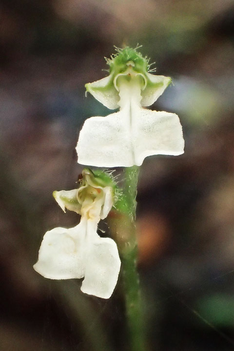 ハクウンランの花　唇弁の先端は、ほぼ真横になります