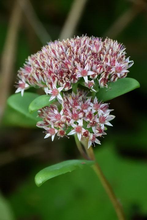 ベンケイソウ　星型に開いた花が多い花序