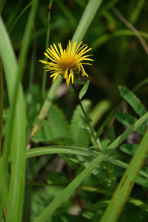 カセンソウ (カセンソウ (歌仙草)　　花は終盤