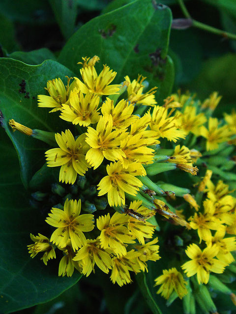 ワダンの頭花の直径は1〜1.5cmほど。　舌状花の先端には5歯があります